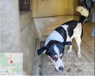 대전동물보호센터_430367202300684